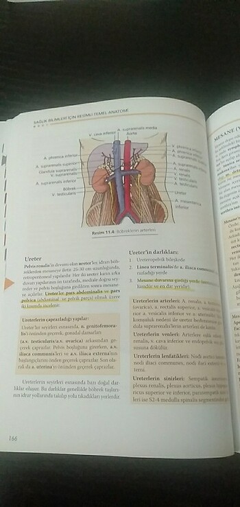  Beden Renk TEMEL ANATOMİ KİTABI