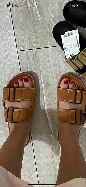 Mango Mango terlik