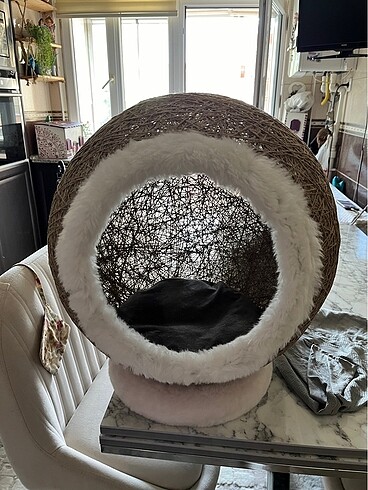 Kedi evi