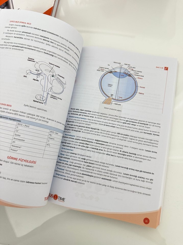 TUSTİME FİZYOLOJİ - Görsel 2