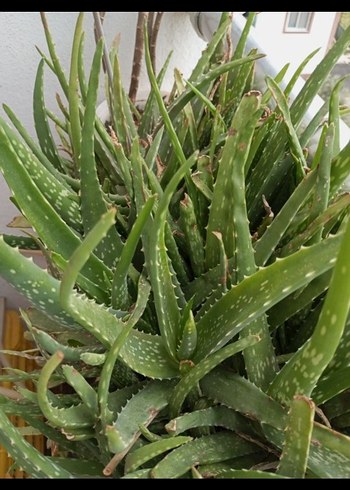 Aloe Vera Saksı Bitkisi