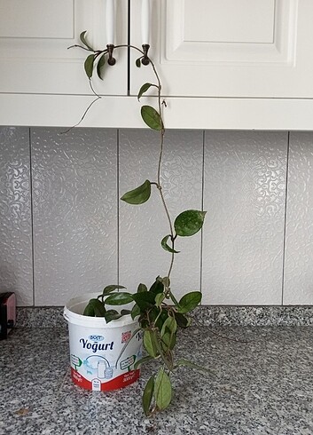 Mudo Concept Mum çiçeği (hoya carnosa)