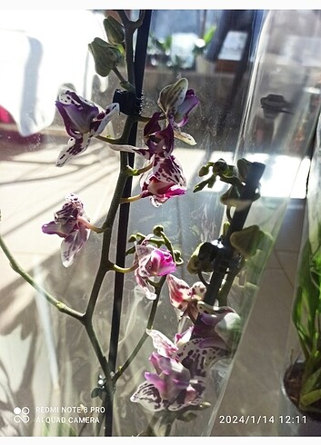  Beden çeşitli Renk Orkide çiçeği 