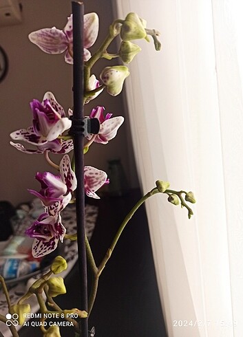 Beden Orkide çiçeği 