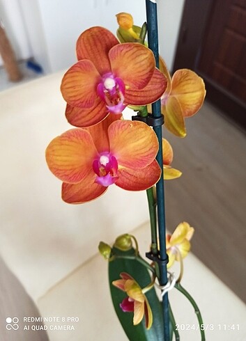 Çiçekli orkide