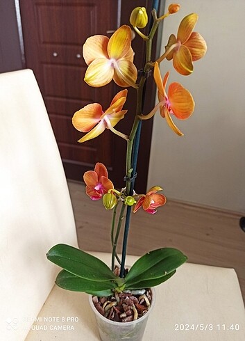  Beden Çiçekli orkide