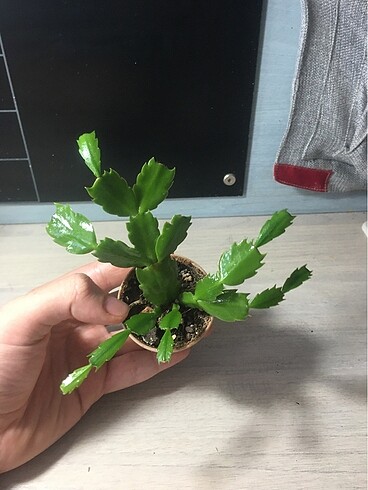 Diğer Yılbaşı çiçeği