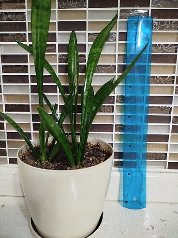 Sansevieria kılıç bitkisi