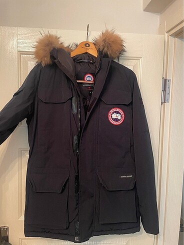 Canada goose