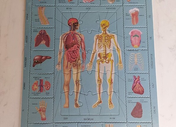 İnsan ic organları puzzle