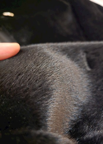 Siyah Uzun Tay tüyü Kadın Kaban - Görsel 10