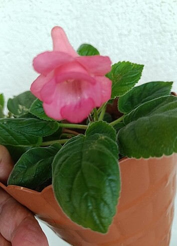 Sinningia 