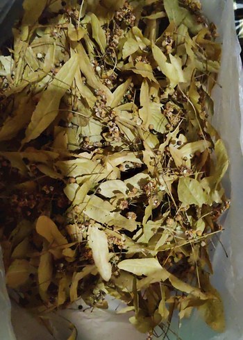 ıhlamur Kurutulmuş Bitki Yaprakları
