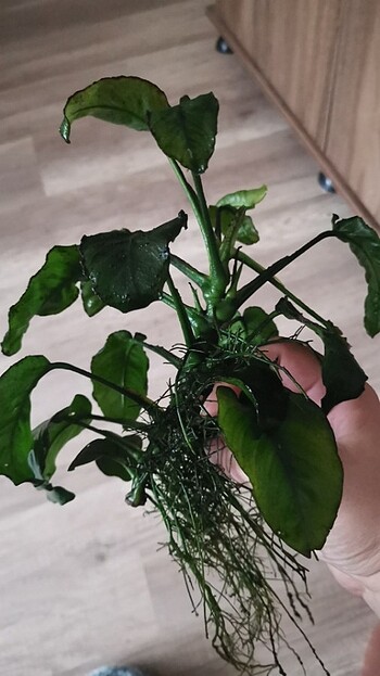 Anubias large boy 