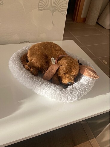 Beden Pilli nefes alıp veren yavru köpek çalışır durumda , arka ayağın