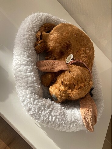 Beden Renk Pilli nefes alıp veren yavru köpek çalışır durumda , arka ayağın