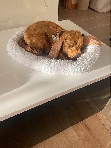 Pilli nefes alıp veren yavru köpek çalışır durumda , arka ayağın