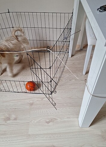 Köpek çiti
