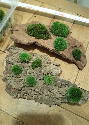 pincushion moss yosun - Görsel 3