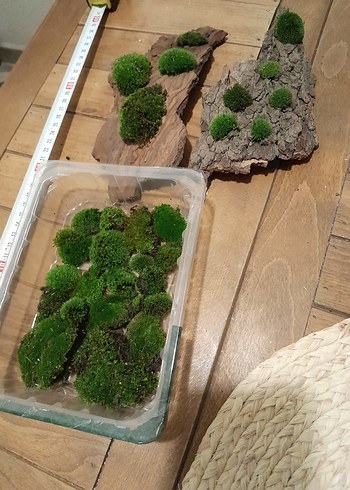 pincushion moss yosun - Görsel 2