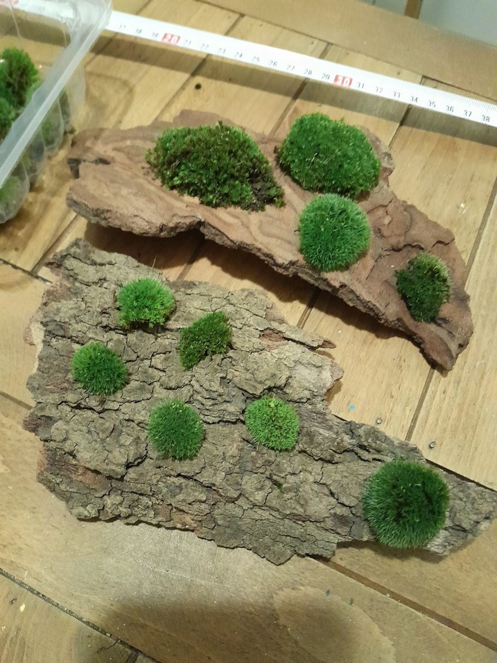 pincushion moss yosun - Görsel 3