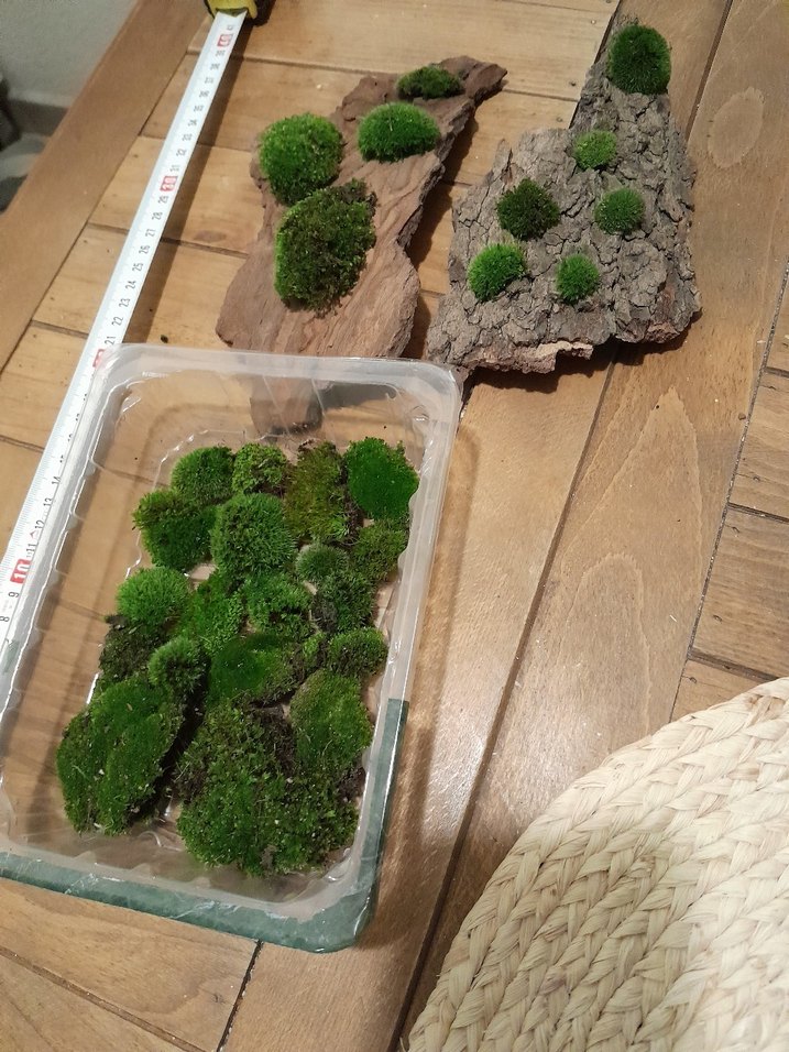 pincushion moss yosun - Görsel 2