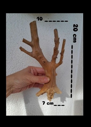 doğal yati kökü akvaryum dekor - Görsel 3