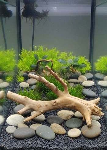 doğal yati kökü akvaryum dekor - Görsel 2