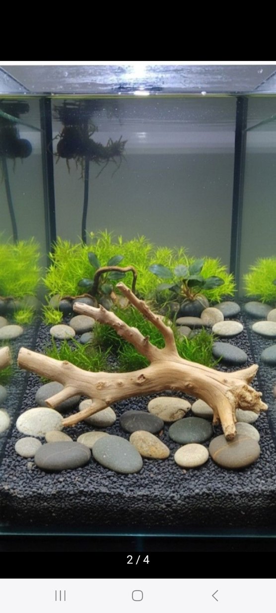 doğal yati kökü akvaryum dekor - Görsel 2