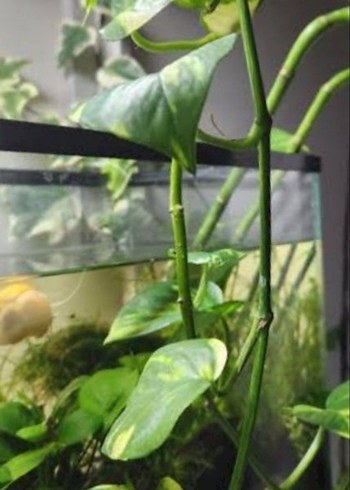 akvaryum Bitki saksısı tankı - Görsel 5