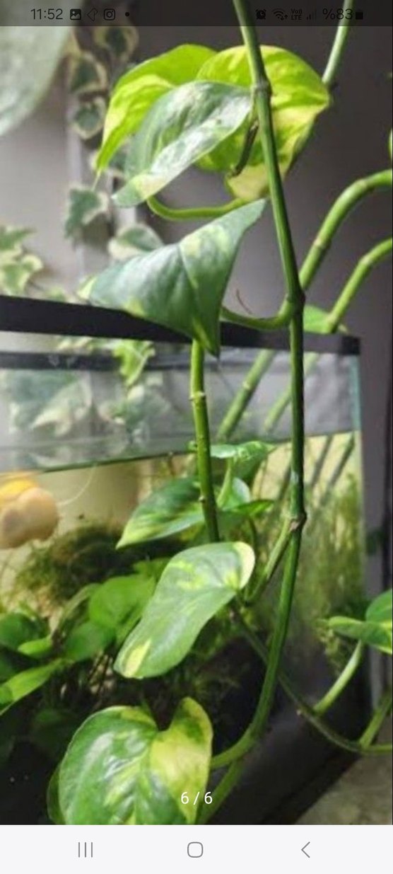 akvaryum Bitki saksısı tankı - Görsel 5