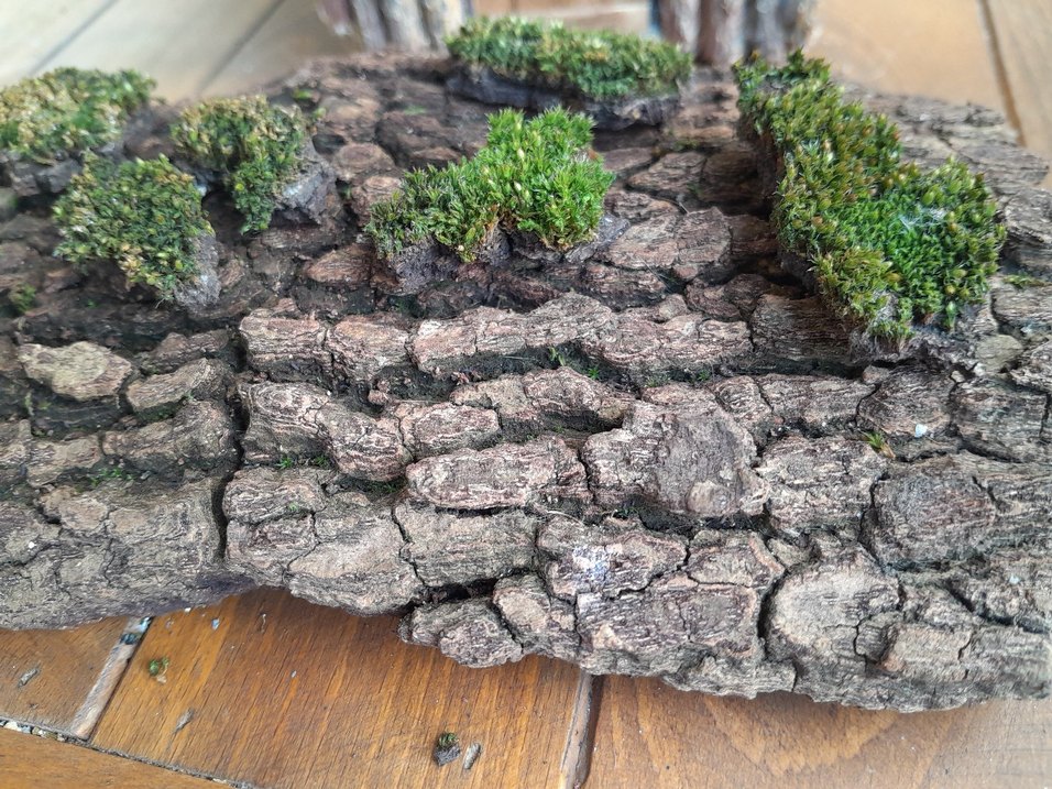 cushion moss yastık yosunu - Görsel 4