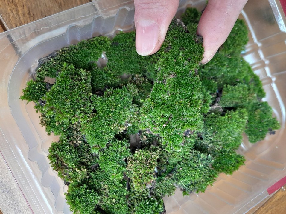 cushion moss yastık yosunu - Görsel 2