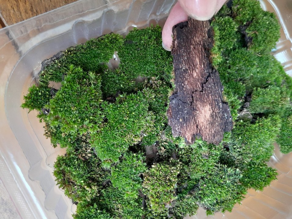 cushion moss yastık yosunu - Görsel 3