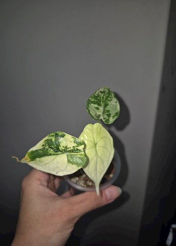 alocasia dragon scale variegata
