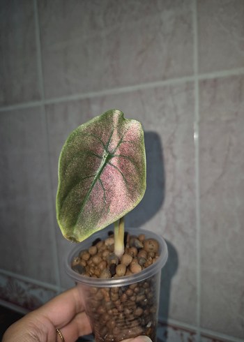 alocasia red secret cuprea