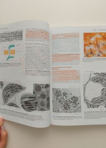 Bitki Biyolojisi Palme Yayıncılık - Görsel 4