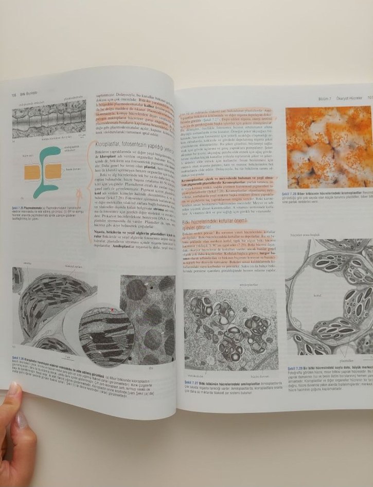 Bitki Biyolojisi Palme Yayıncılık - Görsel 4