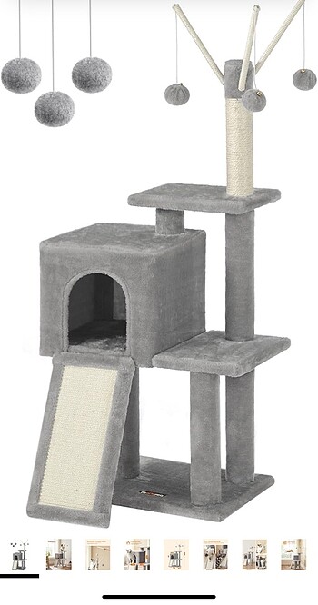 Kedi evi