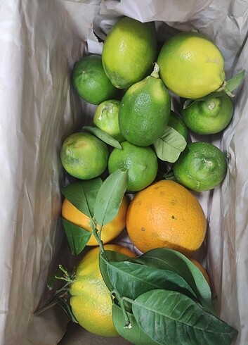 Avokado 10 