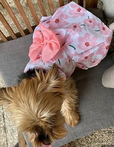  Çilekli köpek elbise