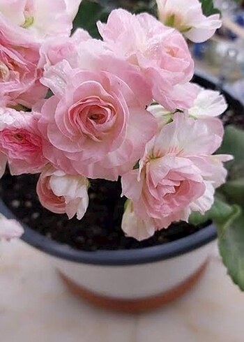 Sardunya - Görsel 3