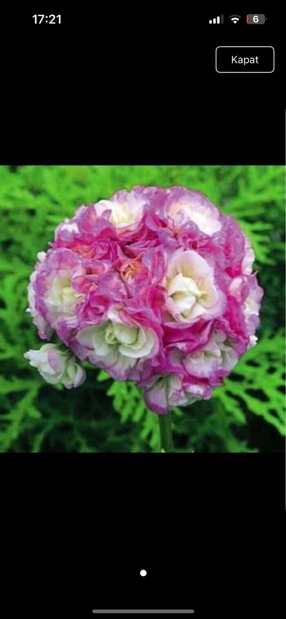 Sardunya - Görsel 2