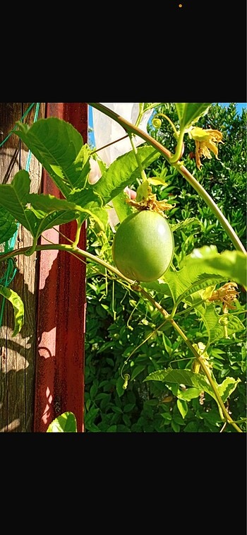  E.L.F Çarkıfelek passiflora