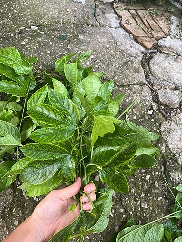  Beden Çarkıfelek passiflora