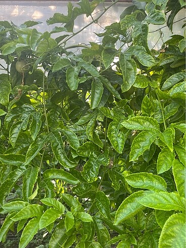  Beden pembe Renk Çarkıfelek passiflora
