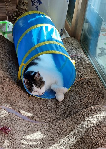 Jumbo Kedi Tüneli - Görsel 2