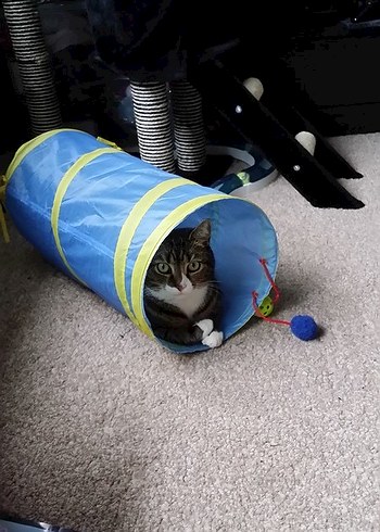 Jumbo Kedi Tüneli - Görsel 3