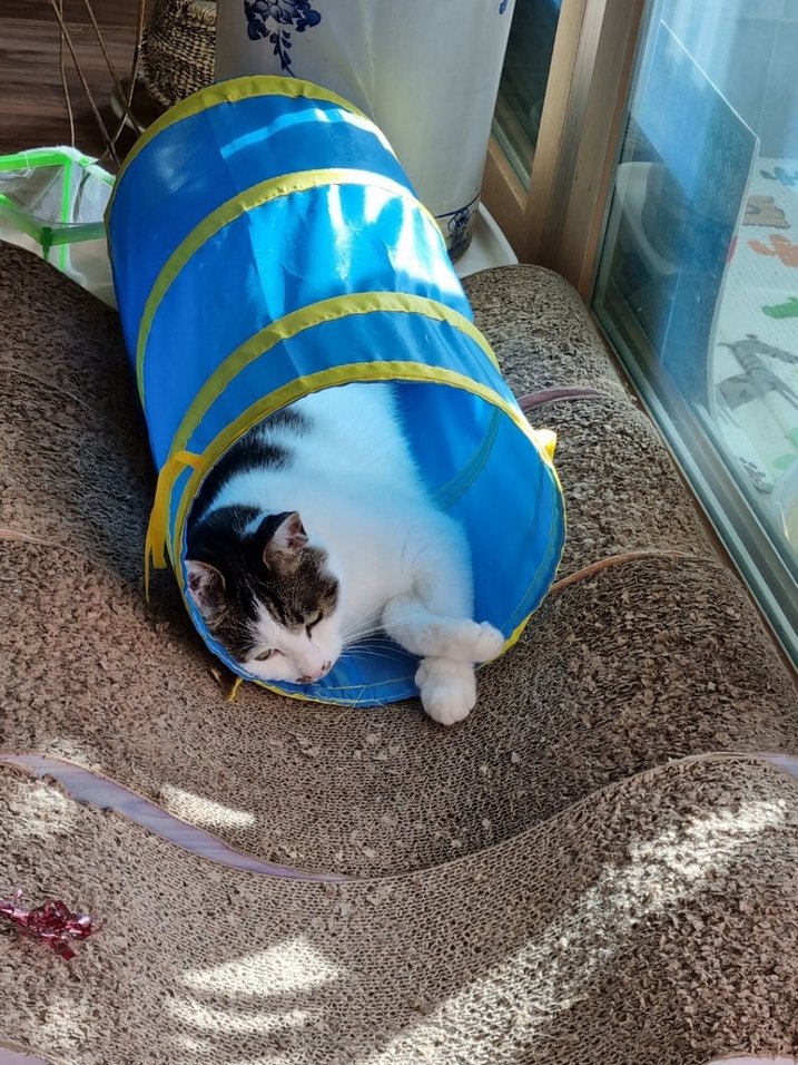 Jumbo Kedi Tüneli - Görsel 2