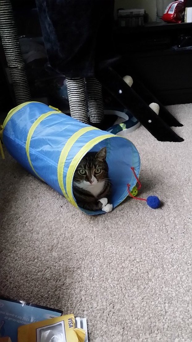 Jumbo Kedi Tüneli - Görsel 3